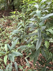 Symplocos wikstroemiifolia