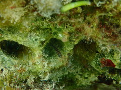 Tigrigobius macrodon