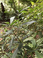 Symplocos wikstroemiifolia