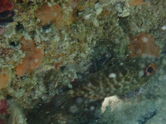 Heteropriacanthus cruentatus