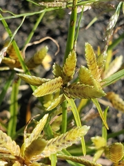 Cyperus flavescens