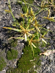 Cyperus flavescens