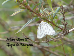 Neuromelia selectata