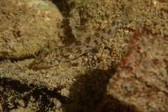 Barbatula barbatula