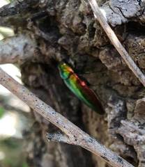 Eurythyrea micans