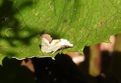 Aethes angustana