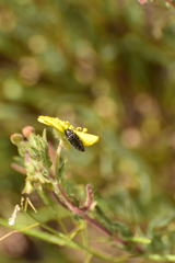 Acmaeodera labyrinthica