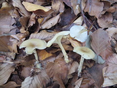 Singerocybe phaeophthalma