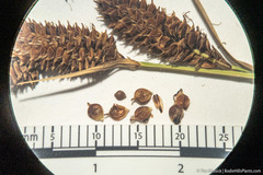 Carex nebrascensis