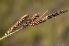 Carex nebrascensis