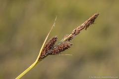 Carex nebrascensis