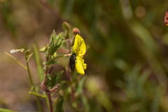 Acmaeodera labyrinthica