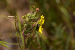 Acmaeodera labyrinthica