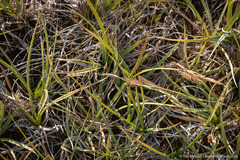 Carex nebrascensis