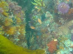 Pachymetopon blochii