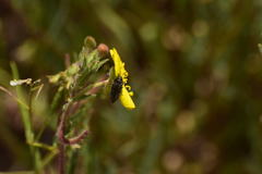 Acmaeodera labyrinthica