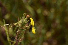 Acmaeodera labyrinthica