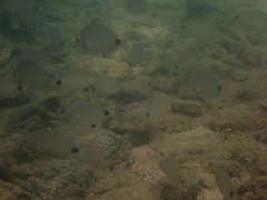 Diplodus bermudensis