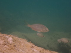 Eucinostomus gula