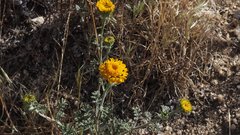 Chaenactis glabriuscula glabriuscula