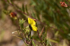 Acmaeodera labyrinthica