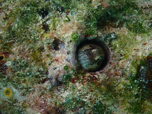 Pearl blenny (Entomacrodus nigricans) — Blenniidae