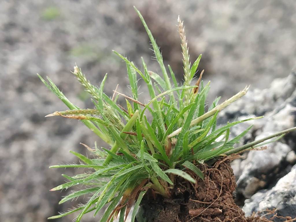 Oropetium thomaeum (Oropetium thomaeum)