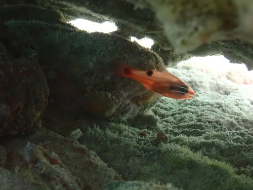 Flamefish (Apogon maculatus) — Apogonidae — 4