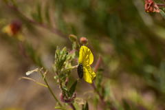 Acmaeodera labyrinthica