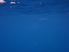 Hemiramphus bermudensis