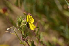 Acmaeodera labyrinthica