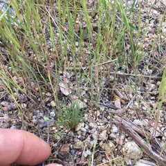 Hesperomecon linearis
