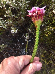 Sonderothamnus speciosus