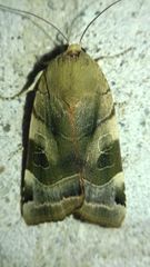Noctua fimbriata