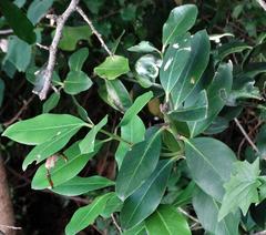 Acokanthera oppositifolia
