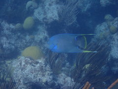 Holacanthus bermudensis
