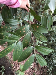 Cinnamomum austrosinense