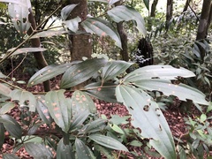 Cinnamomum austrosinense