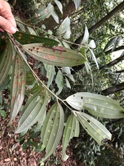Cinnamomum austrosinense