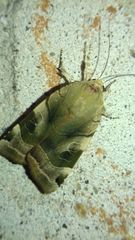 Noctua fimbriata