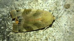 Noctua fimbriata