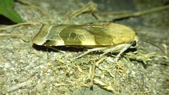 Noctua fimbriata