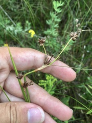 Cladium mariscoides