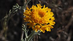 Chaenactis glabriuscula glabriuscula