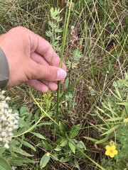 Cladium mariscoides