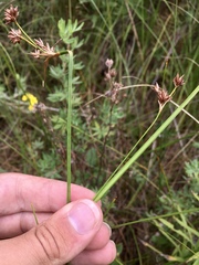 Cladium mariscoides