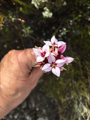 Sonderothamnus speciosus
