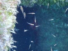 Coryphopterus hyalinus