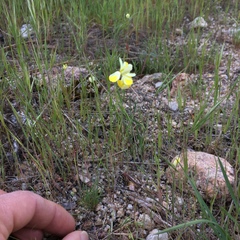 Hesperomecon linearis