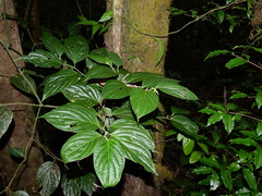 Piper crassinervium